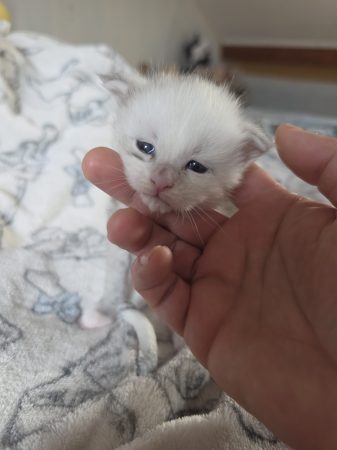 Image de la portée de chaton de l'élévage L ECOLE DES COONS