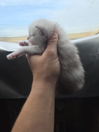 Image de la portée de chaton de l'élévage L ECOLE DES COONS