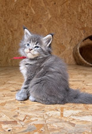 Image de la portée de chaton de l'élévage De serena’s Line