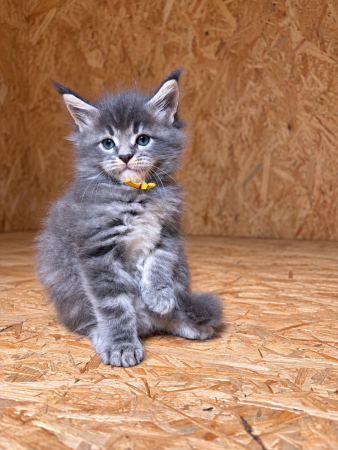 Image de la portée de chaton de l'élévage De serena’s Line