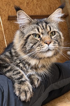 Image de la portée de chaton de l'élévage De serena’s Line