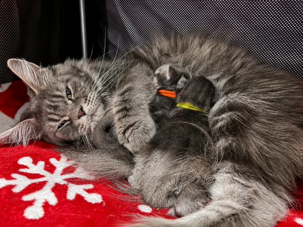 Image de la portée de chaton de l'élévage De serena’s Line