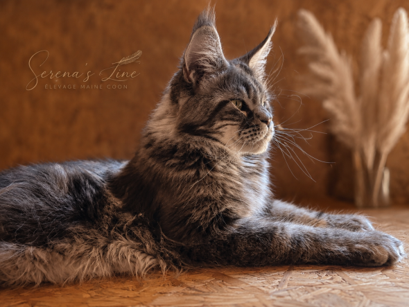 Image de la portée de chaton de l'élévage De serena’s Line