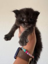 Chatons de race Maine coon à vendre chez l'éleveur JACQUEMIN MAUD