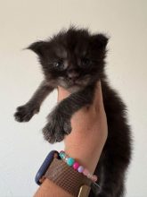 Chatons de race Maine coon à vendre chez l'éleveur JACQUEMIN MAUD