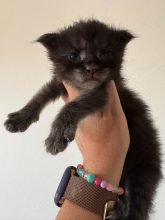 Chatons de race Maine coon à vendre chez l'éleveur JACQUEMIN MAUD
