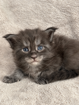 Image de la portée de chaton de l'élévage JACQUEMIN MAUD