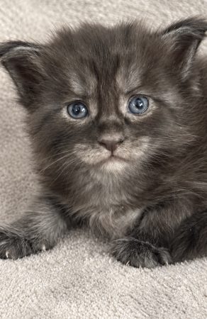 Image de la portée de chaton de l'élévage JACQUEMIN MAUD