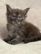 Chatons de race Maine coon à vendre chez l'éleveur JACQUEMIN MAUD
