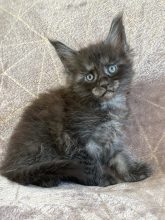 Chatons de race Maine coon à vendre chez l'éleveur JACQUEMIN MAUD