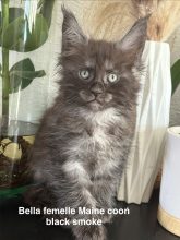 Chatons de race Maine coon à vendre chez l'éleveur JACQUEMIN MAUD