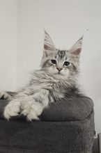 Chatons de race Maine coon à vendre chez l'éleveur LITTLE LEGEND