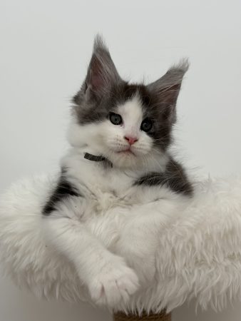 Image de la portée de chaton de l'élévage DE LA LIGNEE D ASHERA