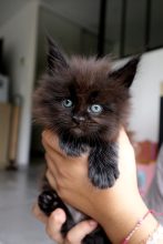 Chatons de race Maine coon à vendre chez l'éleveur LA CHATTERIE DU LAURAGAIS