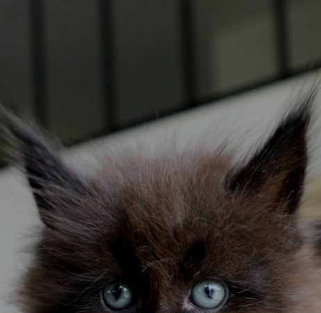 Image de la portée de chaton de l'élévage LA CHATTERIE DU LAURAGAIS