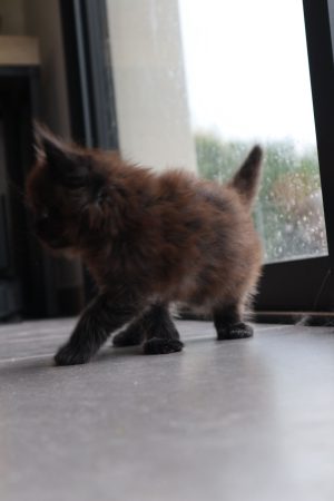 Image de la portée de chaton de l'élévage LA CHATTERIE DU LAURAGAIS