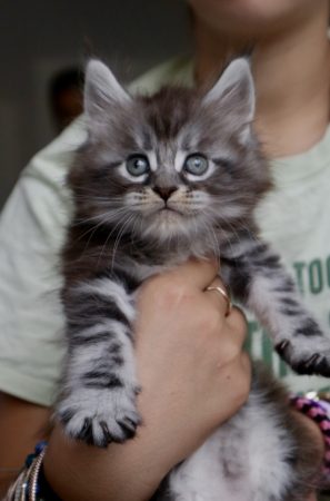 Image de la portée de chaton de l'élévage LA CHATTERIE DU LAURAGAIS