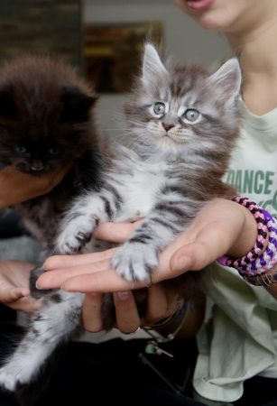 Image de la portée de chaton de l'élévage LA CHATTERIE DU LAURAGAIS