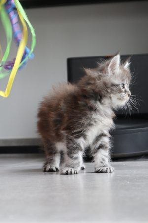 Image de la portée de chaton de l'élévage LA CHATTERIE DU LAURAGAIS