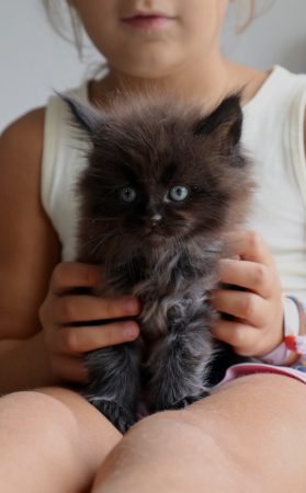 Image de la portée de chaton de l'élévage LA CHATTERIE DU LAURAGAIS
