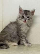 Chatons de race Maine coon à vendre chez l'éleveur DU PALAIS DES PAPES