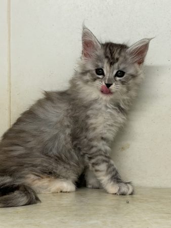 Image de la portée de chaton de l'élévage DU PALAIS DES PAPES