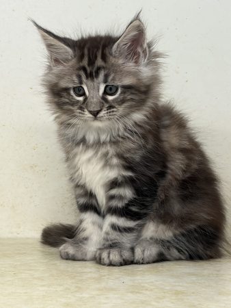Image de la portée de chaton de l'élévage DU PALAIS DES PAPES