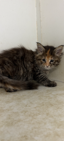 Image de la portée de chaton de l'élévage DU PALAIS DES PAPES