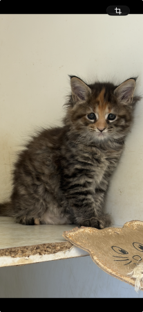 Image de la portée de chaton de l'élévage DU PALAIS DES PAPES