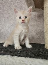 Chatons de race Maine coon à vendre chez l'éleveur CHATTERIE DE SAM TI COON