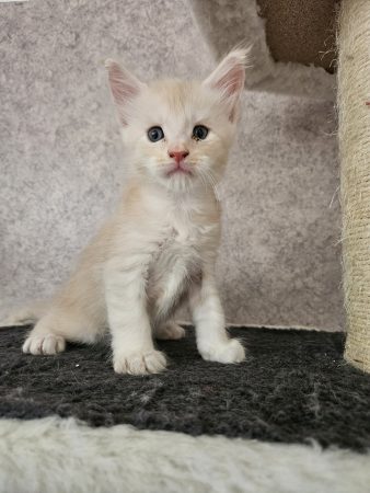 Image de la portée de chaton de l'élévage CHATTERIE DE SAM TI COON