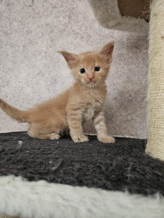 Image de la portée de chaton de l'élévage CHATTERIE DE SAM TI COON