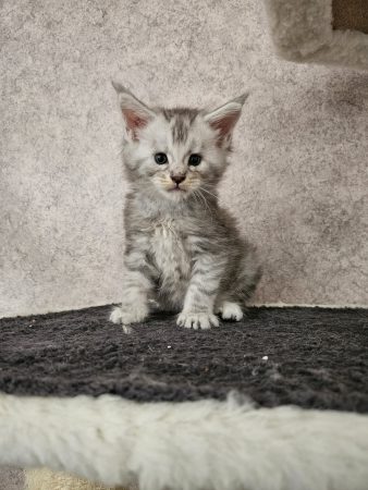 Image de la portée de chaton de l'élévage CHATTERIE DE SAM TI COON