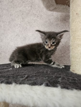 Image de la portée de chaton de l'élévage CHATTERIE DE SAM TI COON