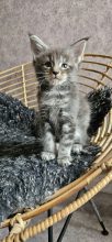 Chatons de race Maine coon à vendre chez l'éleveur CHATTERIE DE SAM TI COON