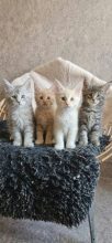 Chatons de race Maine coon à vendre chez l'éleveur CHATTERIE DE SAM TI COON