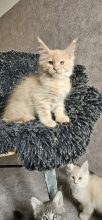 Chatons de race Maine coon à vendre chez l'éleveur CHATTERIE DE SAM TI COON
