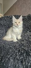 Chatons de race Maine coon à vendre chez l'éleveur CHATTERIE DE SAM TI COON