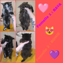 Chatons d'apparence Maine coon à vendre chez l'éleveur La Chatterie Les Coons Boréals