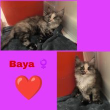 Chatons d'apparence Maine coon à vendre chez l'éleveur La Chatterie Les Coons Boréals