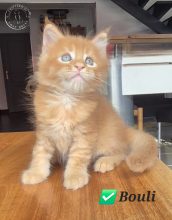 Chatons de race Maine coon à vendre chez l'éleveur du Chat-Bouli