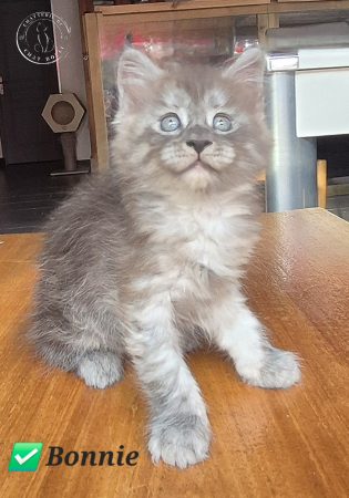 Image de la portée de chaton de l'élévage du Chat-Bouli