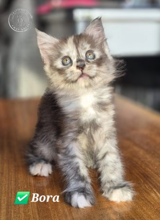 Image de la portée de chaton de l'élévage du Chat-Bouli