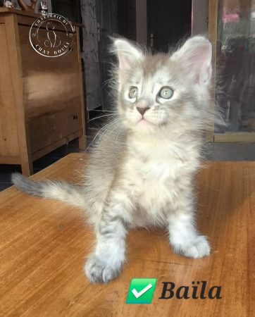 Image de la portée de chaton de l'élévage du Chat-Bouli
