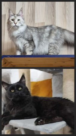 Image de la portée de chaton de l'élévage du Chat-Bouli