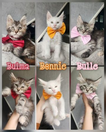 Image de la portée de chaton de l'élévage CHATTERIE DE LA LEGENDE DE TSUNADE