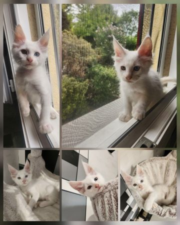 Image de la portée de chaton de l'élévage CHATTERIE DE LA LEGENDE DE TSUNADE
