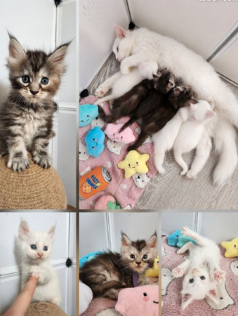 Image de la portée de chaton de l'élévage CHATTERIE DE LA LEGENDE DE TSUNADE