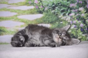 Chatons de race Maine coon à vendre chez l'éleveur Devil inside&rsquo;s