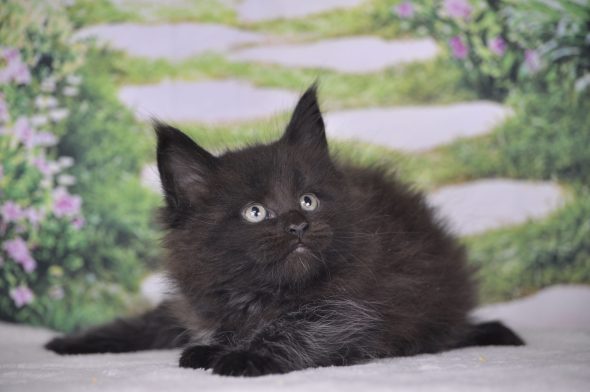 Image de la portée de chaton de l'élévage Devil inside&rsquo;s